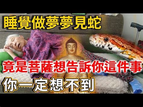 看見蛇|【看到蛇代表】看到蛇代表好運還是厄運？解密「蛇」。